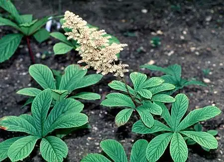 Foto de Rodgersia (Rodgersias)