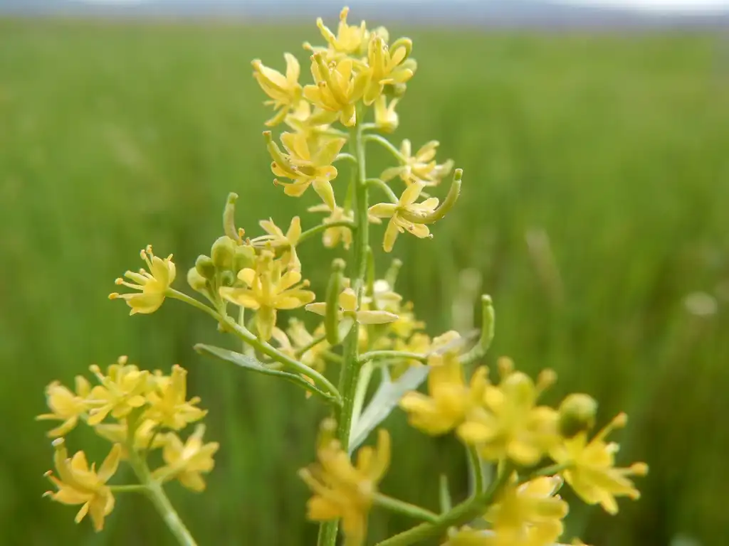 Photo of Rorippa palustris L. (Rorippa palustris L.s)