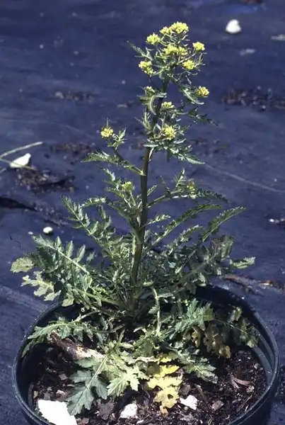 Photo of Rorippa palustris L. (Rorippa palustris L.s)