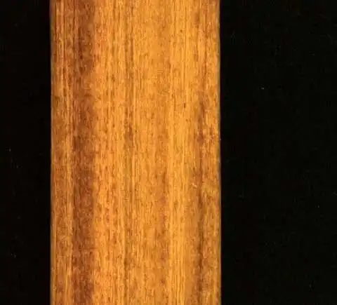 Photo of Rorippa palustris L. - Rorippa palustris stem:Alexander Krings