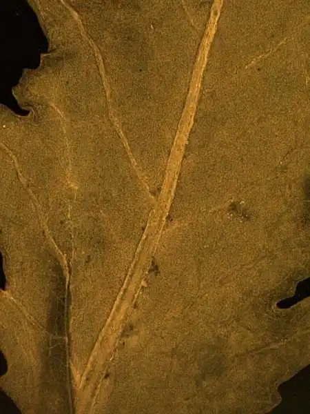 Photo of Rorippa palustris L. - Rorippa palustris abaxial leaf surface:Alexander Krings