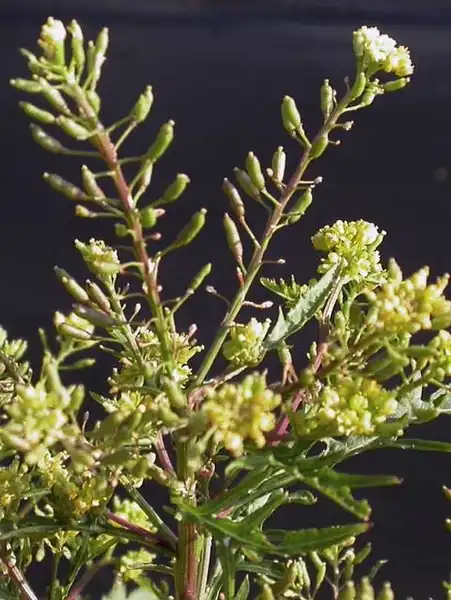 Photo of Rorippa palustris L. - Rorippa palustris fruits:J. Neal