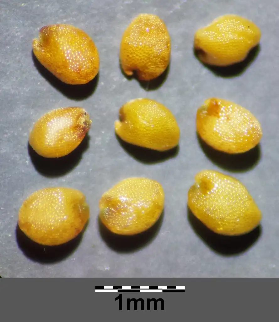 Photo of Rorippa palustris L. - Seeds:Stefan.lefnaer