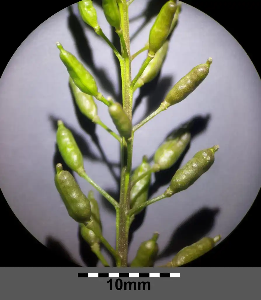 Photo of Rorippa palustris L. - Infructescence:Stefan.lefnaer