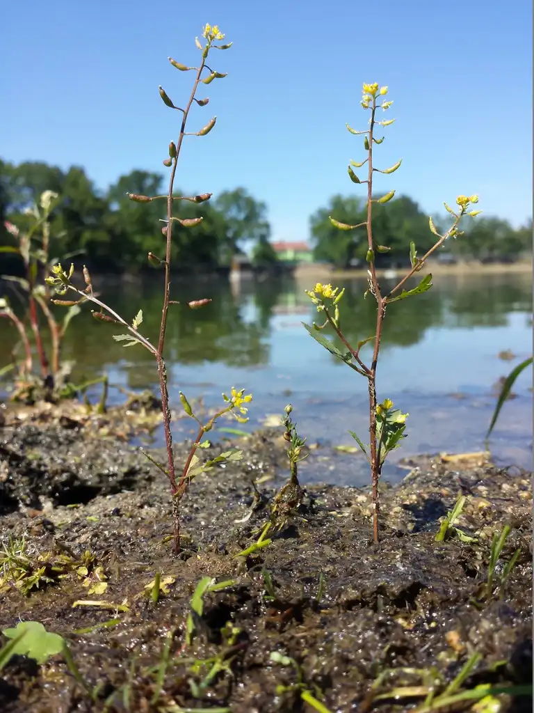 Photo of Rorippa palustris L. - Form:Stefan.lefnaer