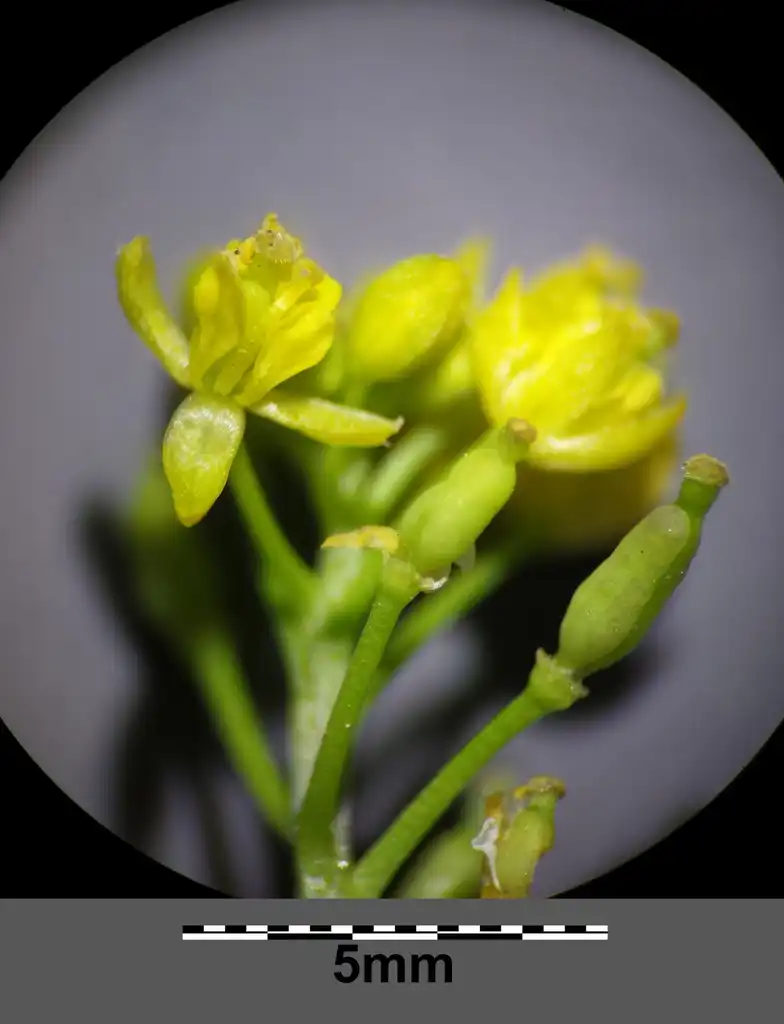 Photo of Rorippa palustris L. - Rorippa palustris flowers (Inflorescence):Stefan.lefnaer