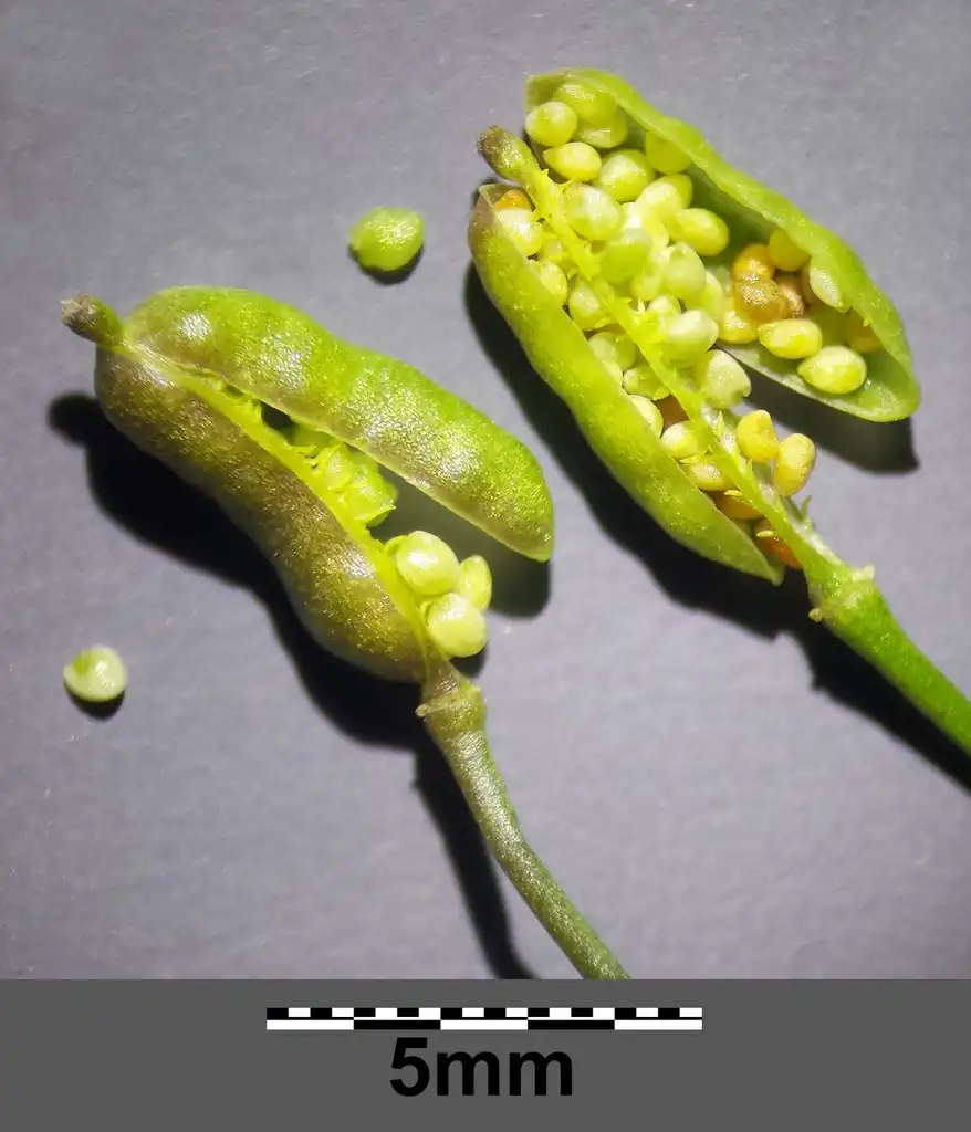 Photo of Rorippa palustris L. - Fruits and seeds:Stefan.lefnaer