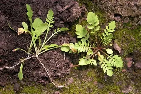 Фото Rorippa sylvestris L. (Rorippa sylvestris L.s)