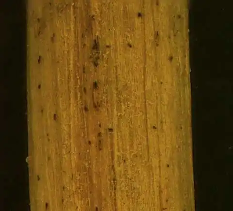 Фото Rorippa sylvestris L. (Rorippa sylvestris L.s)