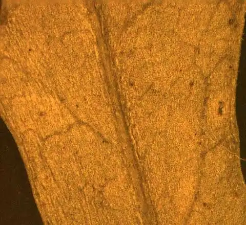 Фото Rorippa sylvestris L. - Abaxial leaf surface:Alexander Krings