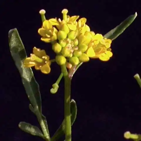 Фото Rorippa sylvestris L. - Flower:J. Neal