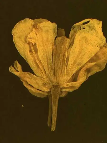 Фото Rorippa sylvestris L. - Flower:Alexander Krings