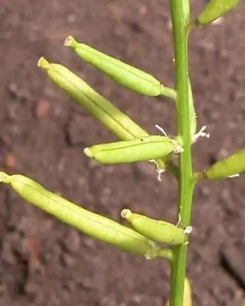 Фото Rorippa teres (Michx.) (Rorippa teres (Michx.)s)