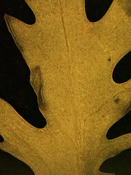 Фото Rorippa teres (Michx.) (Rorippa teres (Michx.)s)