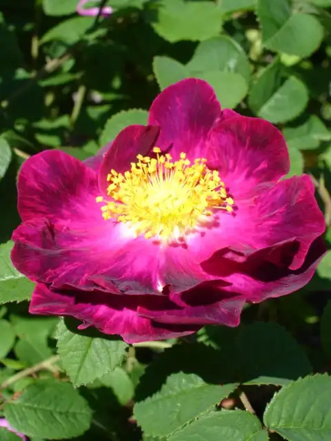 Foto de Rosa 'Alain Blanchard' (Rosa 'Alain Blanchard's)