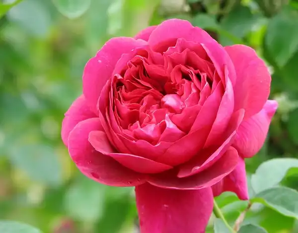 Photo of Rosa 'AUSbloom' (Rosa 'AUSbloom's)
