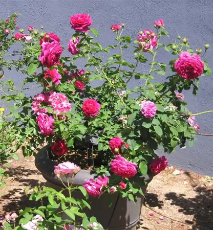 Photo of Rosa 'AUSbloom' (Rosa 'AUSbloom's)