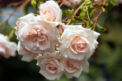 Foto de Rosa 'AUSleap' SWEET JULIET® (Rosa 'AUSleap' SWEET JULIET®s)