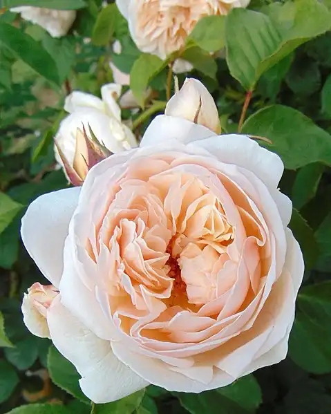 Foto de Rosa 'AUSleap' SWEET JULIET® (Rosa 'AUSleap' SWEET JULIET®s)