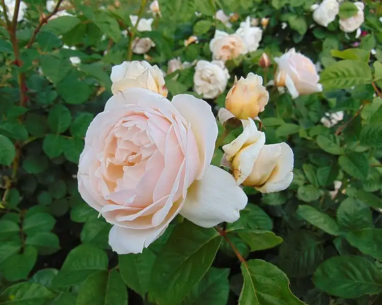 Foto de Rosa 'AUSleap' SWEET JULIET® - Flower and foliage:Nadiatalent