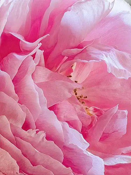 Фото Rosa 'AUSman' (Rosa 'AUSman's)