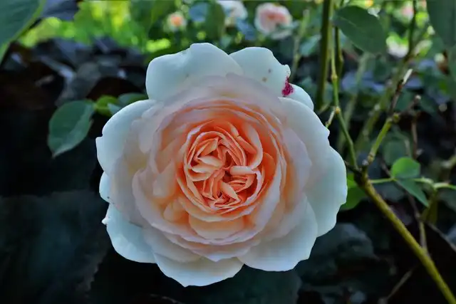 Photo of Rosa 'AUSperd' (Rosa 'AUSperd's)