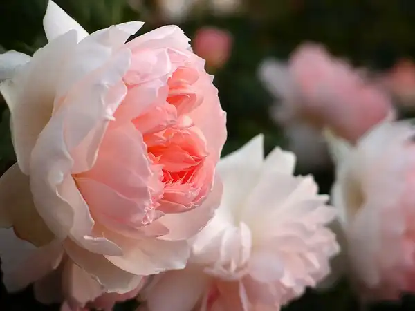 Фото Rosa 'AUSreef' (Rosa 'AUSreef's)