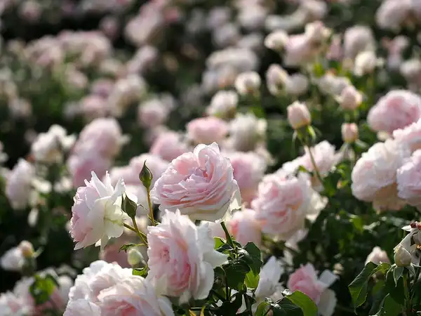Фото Rosa 'AUSreef' (Rosa 'AUSreef's)