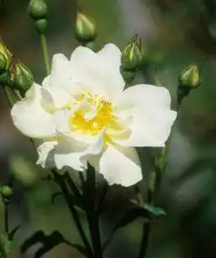 Фото Rosa 'AUSrush' (Rosa 'AUSrush's)