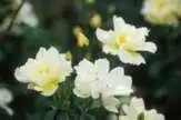 Фото Rosa 'AUSrush' (Rosa 'AUSrush's)