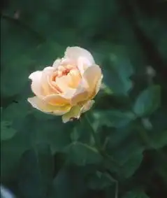 Foto de Rosa 'AUStamora' (Rosa 'AUStamora's)