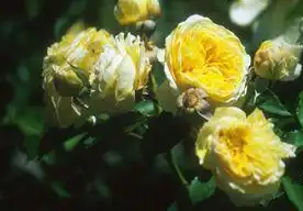Foto de Rosa 'AUSwalker' (Rosa 'AUSwalker's)