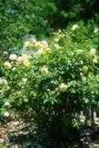 Foto de Rosa 'AUSwalker' (Rosa 'AUSwalker's)