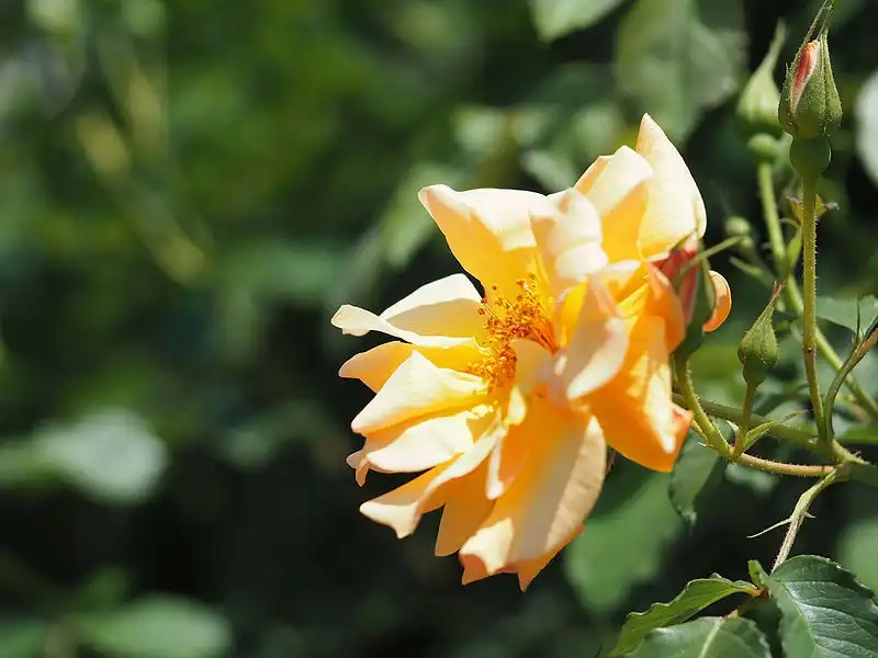 Foto de Rosa 'Autumn Sunset' (Rosa 'Autumn Sunset's)