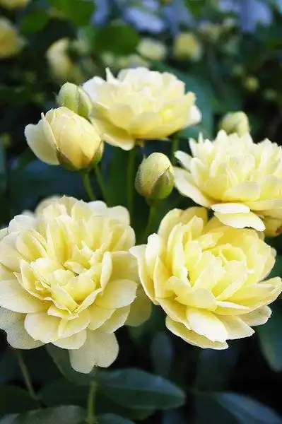 Photo of Rosa banksiae 'Lutea' (Rosa banksiae 'Lutea's)