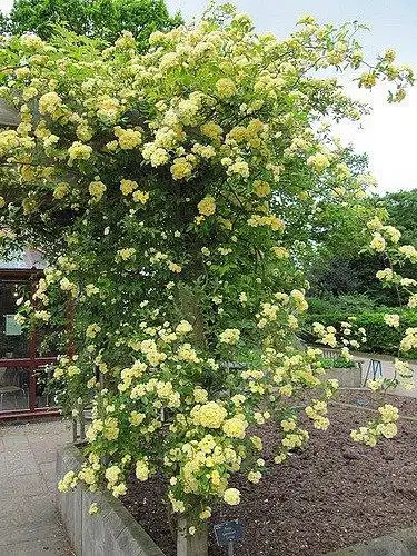 Photo of Rosa banksiae 'Lutea' (Rosa banksiae 'Lutea's)