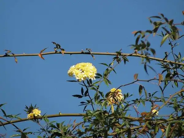 Photo of Rosa banksiae 'Lutea' - R. banksiae arching canes:Malcolm Manners