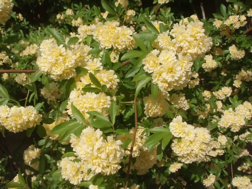 Foto de Rosa banksiae (Rosa banksiaes)