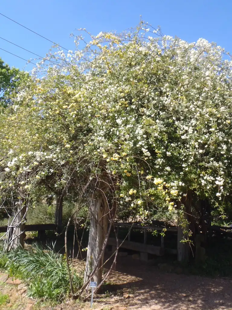Foto de Rosa banksiae (Rosa banksiaes)