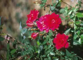Foto de Rosa 'Beauty Secret' (Rosa 'Beauty Secret's)