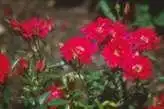 Foto de Rosa 'Beauty Secret' (Rosa 'Beauty Secret's)