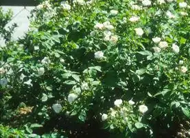Foto de Rosa 'Belle de Baltimore' (Rosa 'Belle de Baltimore's)