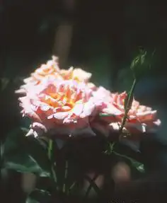 Foto de Rosa 'Belle de Londres' (Rosa 'Belle de Londres's)