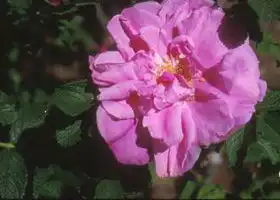 Photo of Rosa 'Belle Poitevine' (Rosa 'Belle Poitevine's)