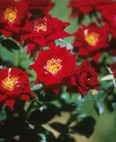 Фото Rosa 'BENblack' (Rosa 'BENblack's)
