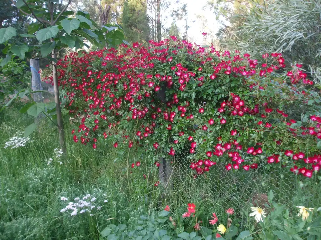 Photo of Rosa 'Bloomfield Courage' (Rosa 'Bloomfield Courage's)