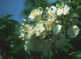 Foto de Rosa 'Bobbie James' (Rosa 'Bobbie James's)