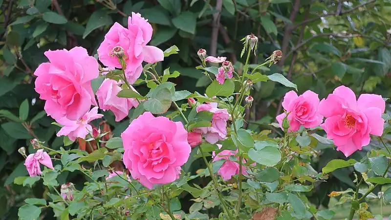 Photo of Rosa 'BUCbi' (Rosa 'BUCbi's)