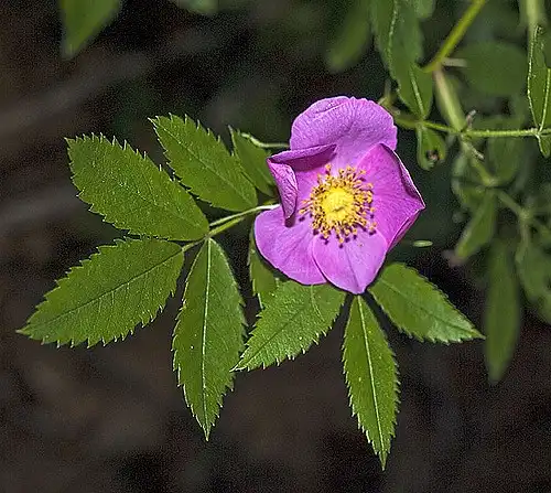 Foto de Rosa carolina (Rosa carolinas)
