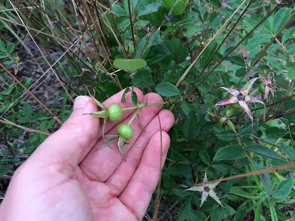 Foto de Rosa carolina (Rosa carolinas)